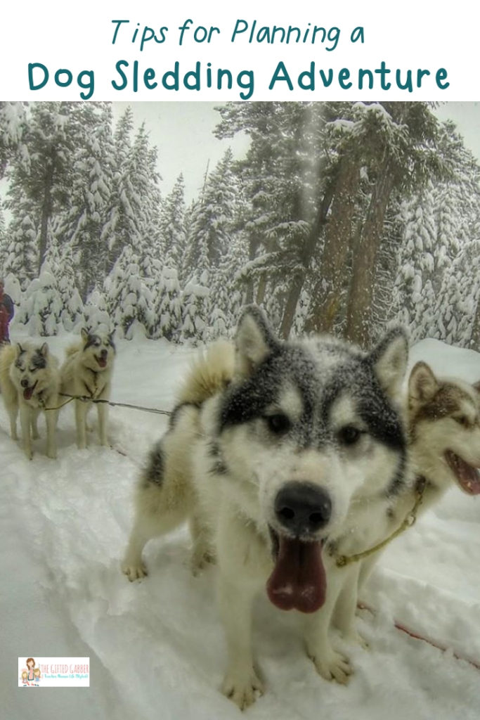 Check something off your winter bucket list! Plan an unforgettable dog sledding trip in Montana! Dog mushing with Siberian huskies is a fun adventure, but there are things to consider. Plan your dog sledding outfit carefully! Consider whether this is a trip for kids or not. Consider time frames. Take tips from an insider - a dog musher in Montana! #winter #montana #dogsledding