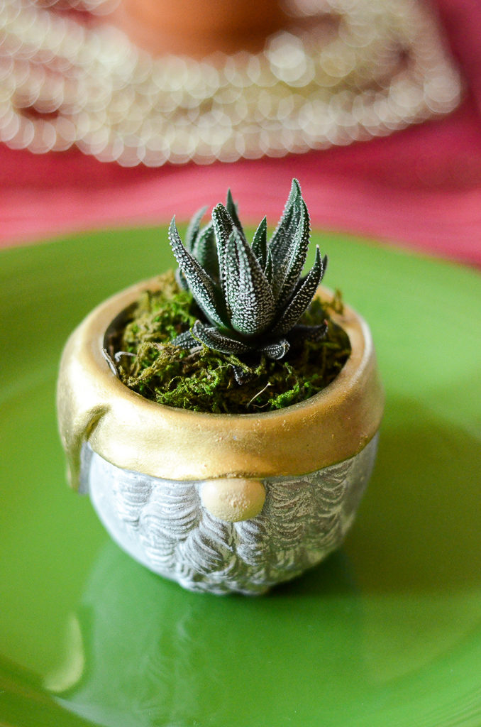succulent Christmas gift in santa pot on Christmas table - Christmas pot plants