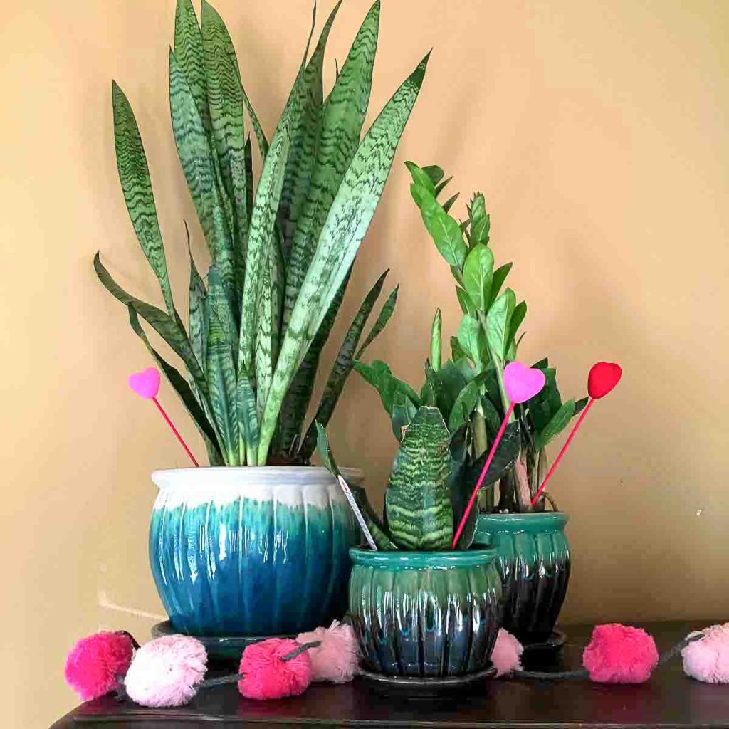 two snake plants and a ZZ plant set atop an armoir alongside a pink garland for a Valentine's home tour