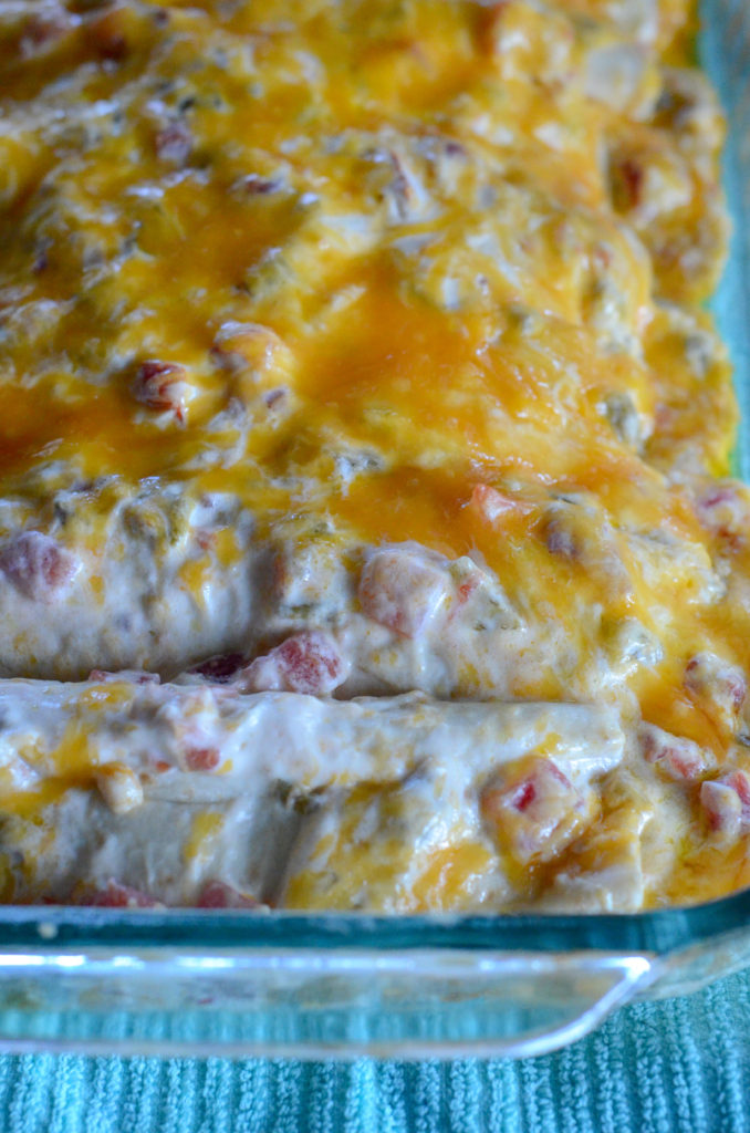 hot chicken enchiladas right out of the oven 