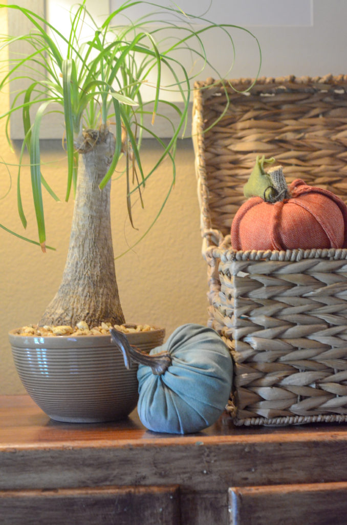 ponytail palm with velvet pumpkins beside woven basket