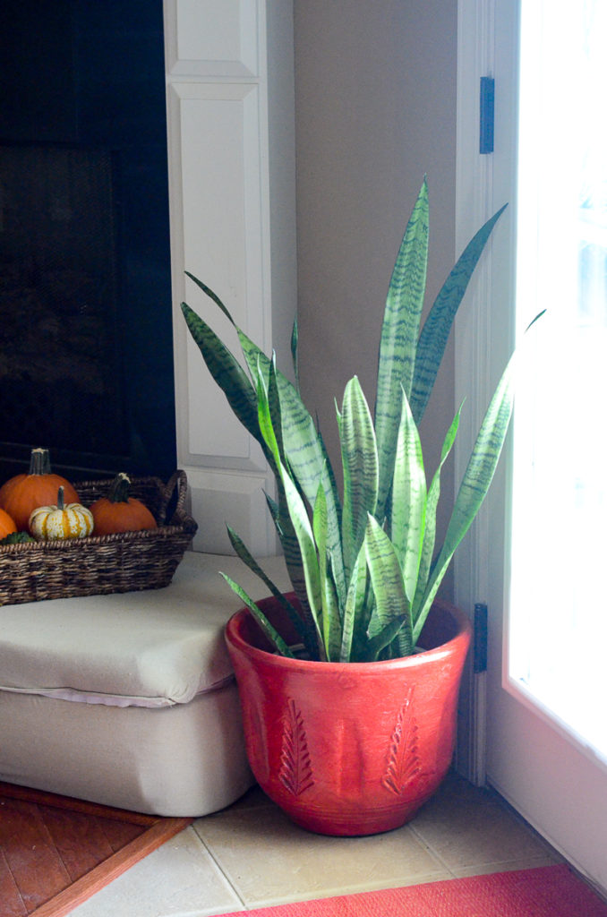 snake plant in big red pot with pumpkins in background 