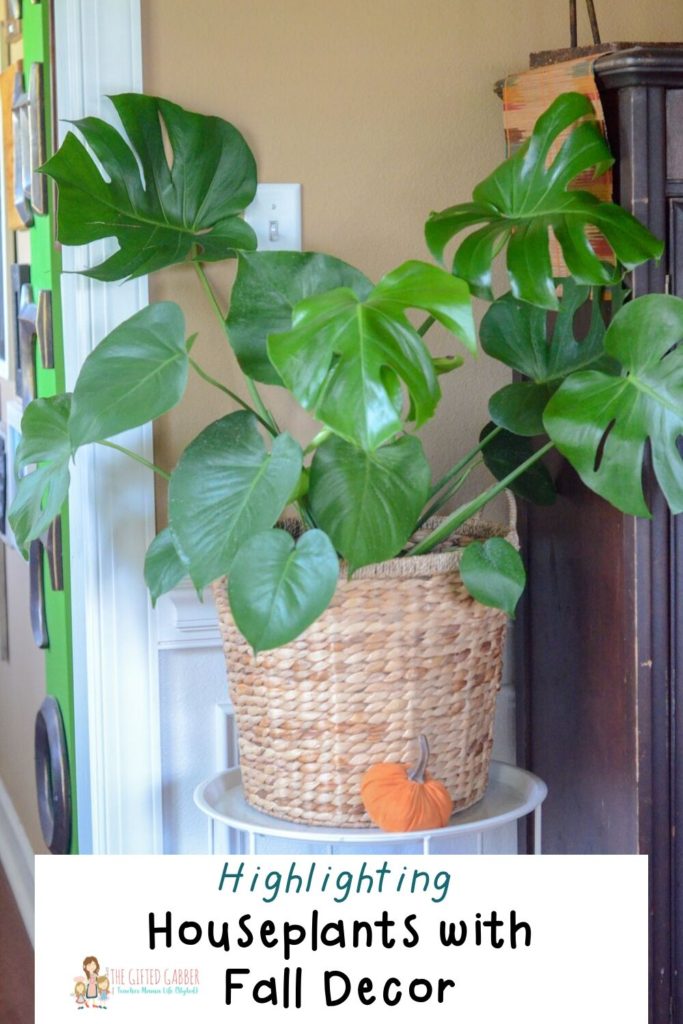 monstera deliciosa in basket with small pumpkin in front