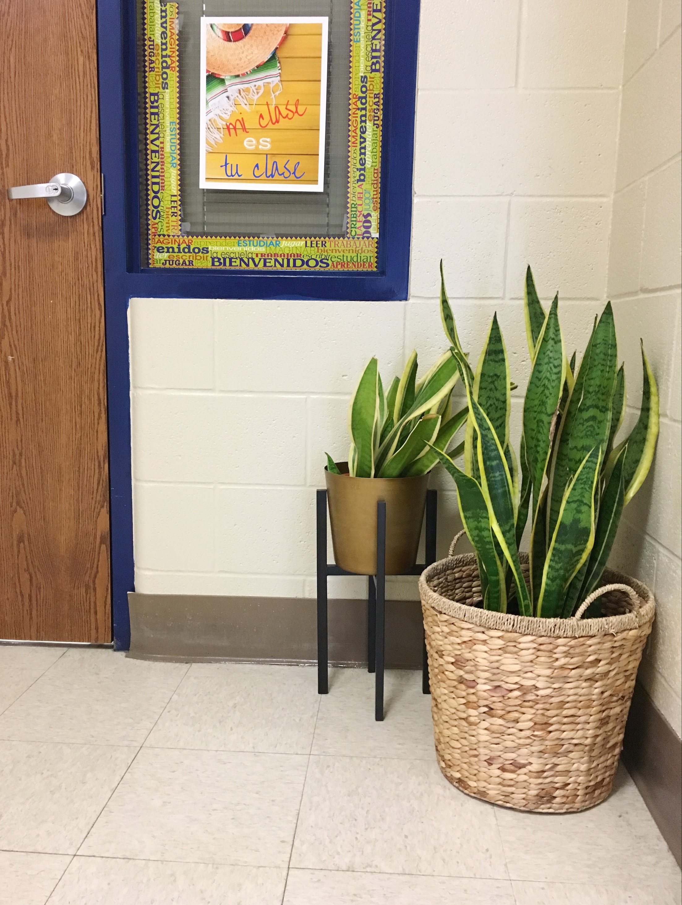 Best Plants for a Dark Classroom or Office