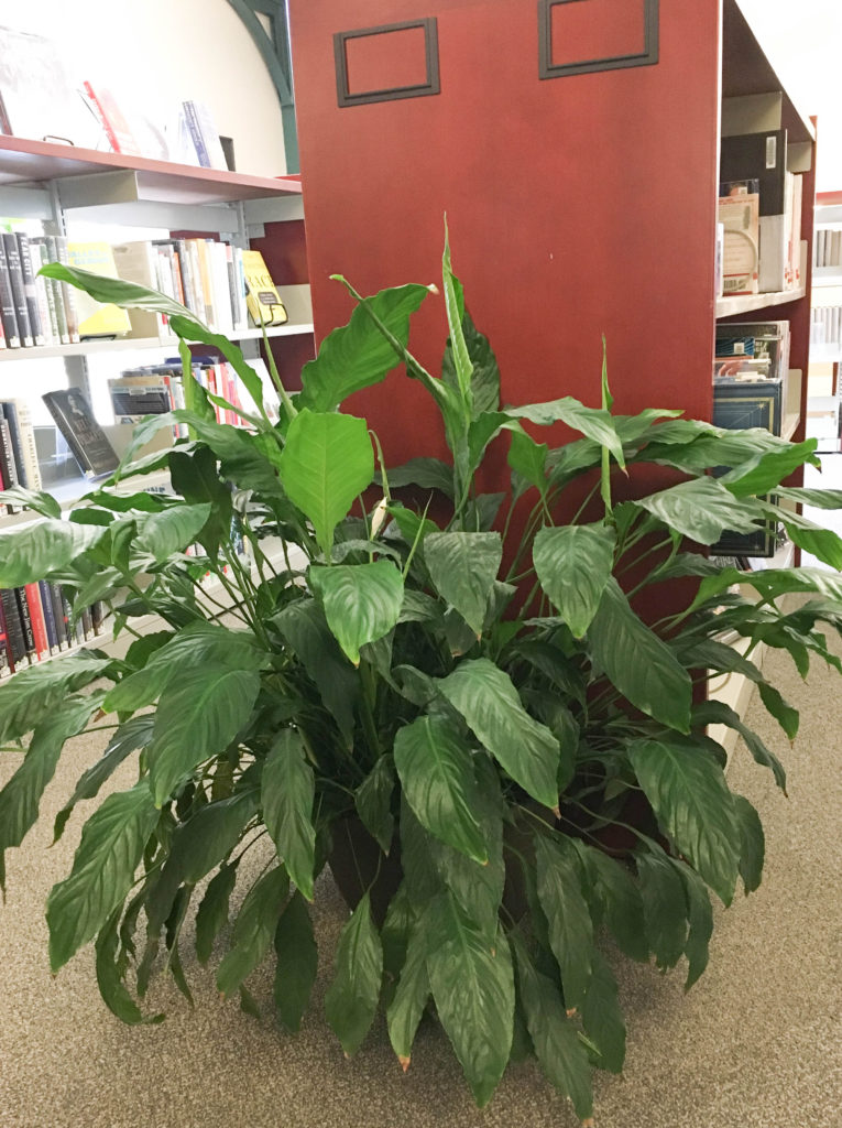 Add some life to your space - Classroom Plants - 5 Plants for Your Classroom, Home or Office - The Gifted Gabber #plants #classroom #home #office #decor #homedecor #teacher