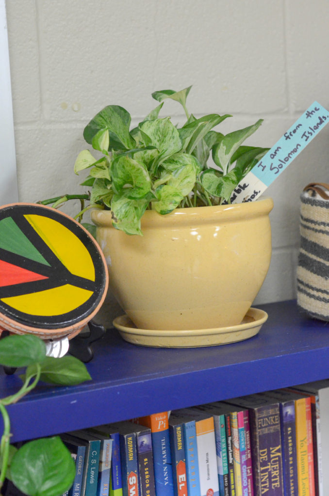 Brazil drum with Marble Queen pothos in yellow pot for boho classroom decor with a global luxe classroom style