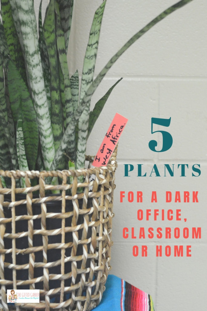 Need some plants for a dark classroom? No classroom set up (office set up, house set up, you get the point) is complete without some indoor plants! We've got the best five houseplants (that don't need sunlight) for your dark space. Not only do these beauties clean the air, but potted plants, hanging plants, and succulents serve as amazing decor. Who doesn't want to be surrounded by beauty while teaching? 