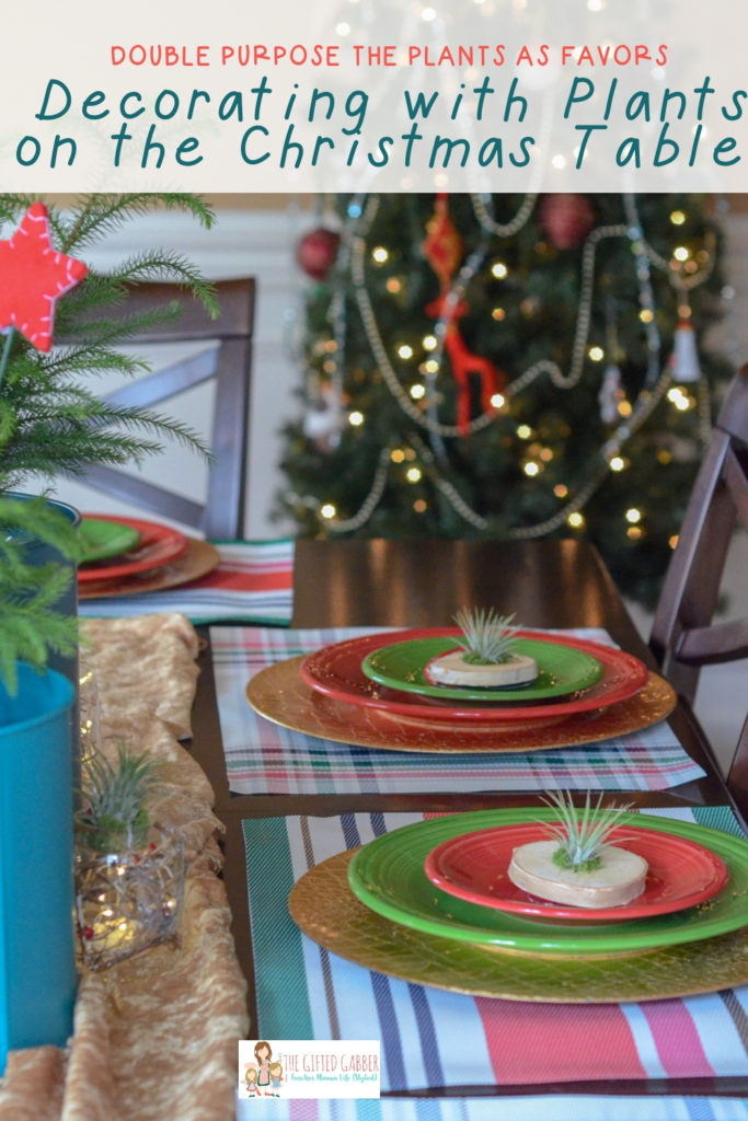Christmas dinner table with Christmas plant decoration 