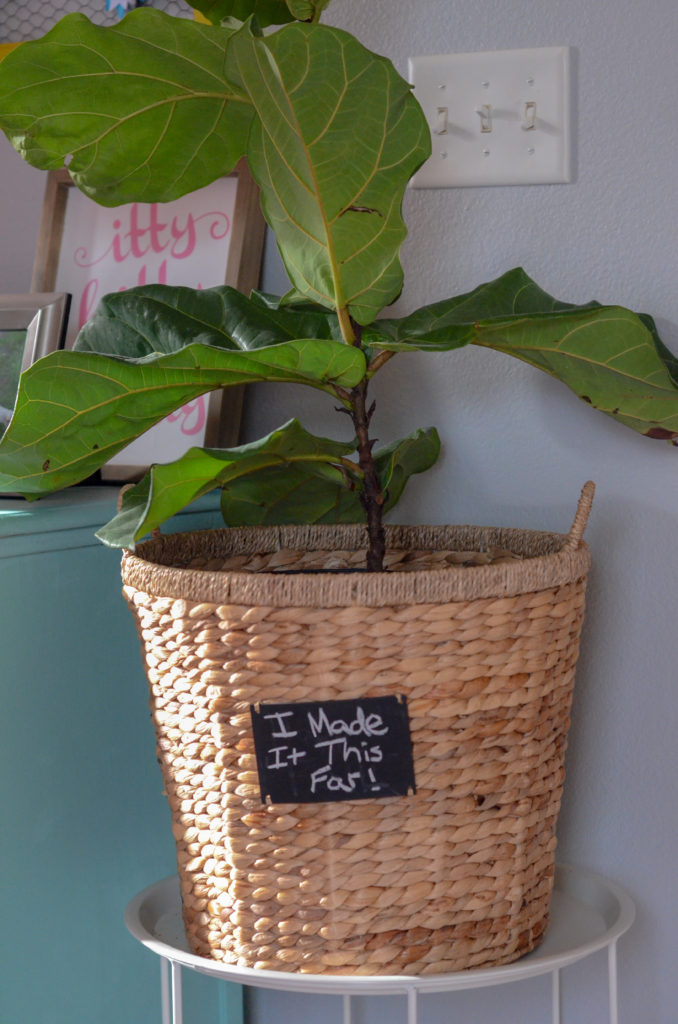fiddle leaf fig in a basket with chalkboard plaque with funny plant pun