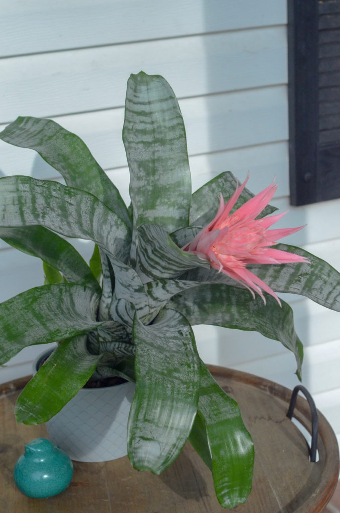 pink porch decor and teal porch decor adorning a painted front porch door, including front porch ferns and a blooming pink bromeliad plant