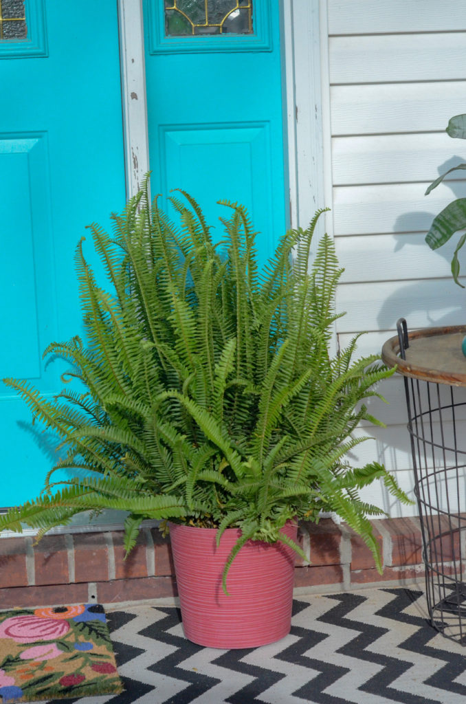 Kimberly Queen ferns on front porch in pink front porch planters in front of turquoise front door and graphic porch runner