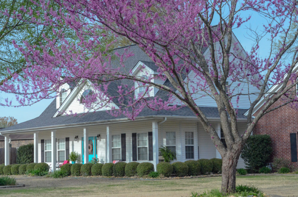Cape Cod style home exterior with yard and blooming purple Redbud tree in forefront