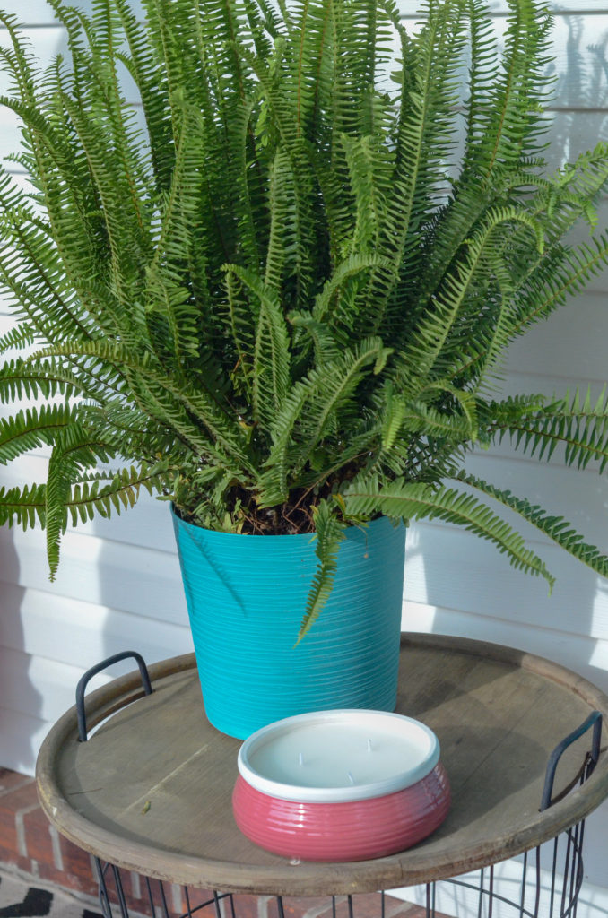 Kimberly Queen fern in teal front porch planter with pink citronella candle on wooden and metal table
