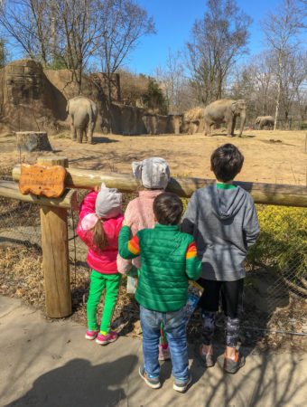 children looking at elephants at St. Louis Zoo