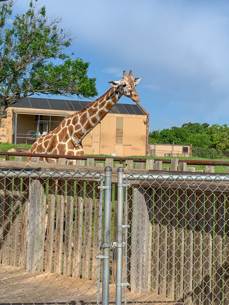 giraffe at Oklahoma City Zoo