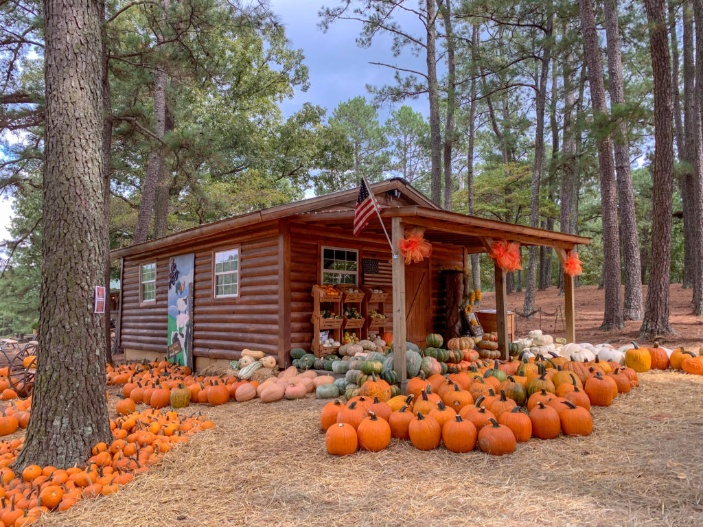 pumpkins surrounding cottage at Family Farm 