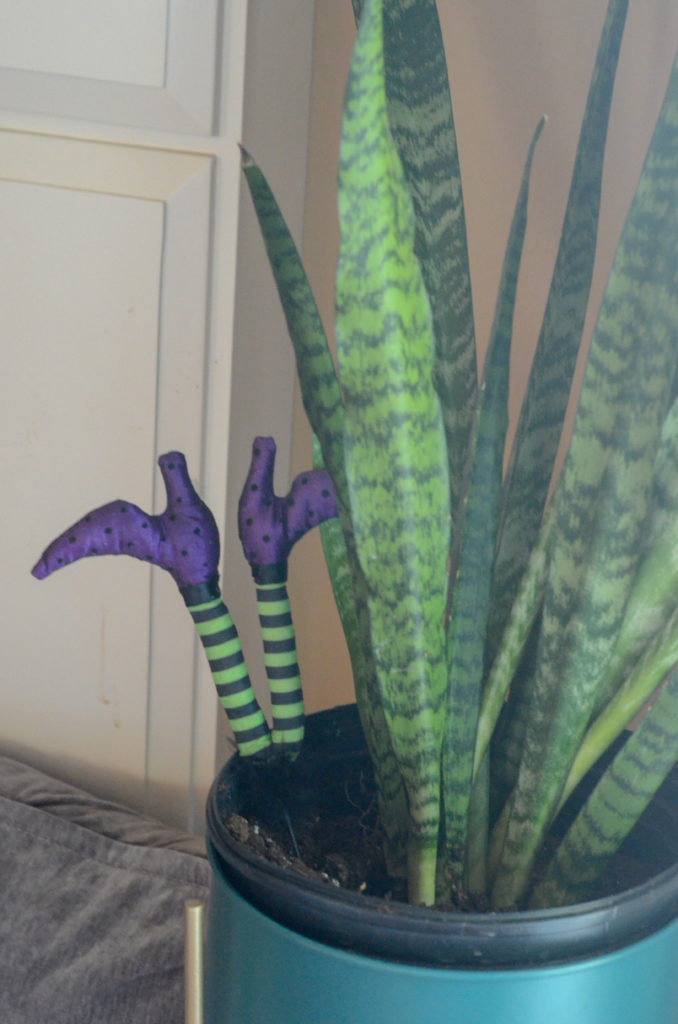 Halloween snake plant with witch legs