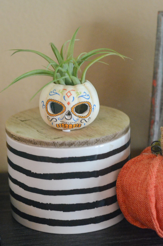 day of the dead Halloween calevera pumpkin with Halloween plant succulent inside a Halloween pot