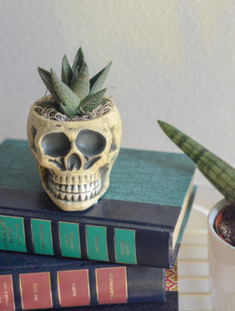 Halloween plants inside skeleton skull Halloween plants pot