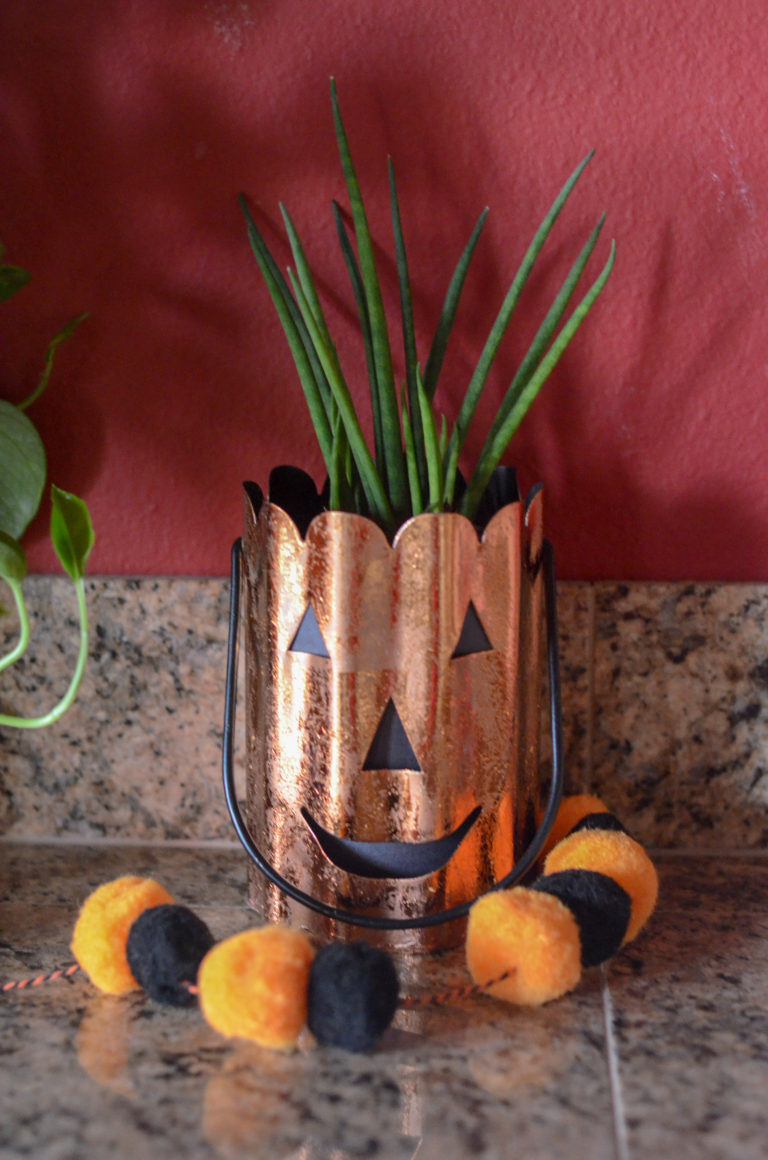 Halloween Plants for Festive Halloween Decor - The Gifted Gabber