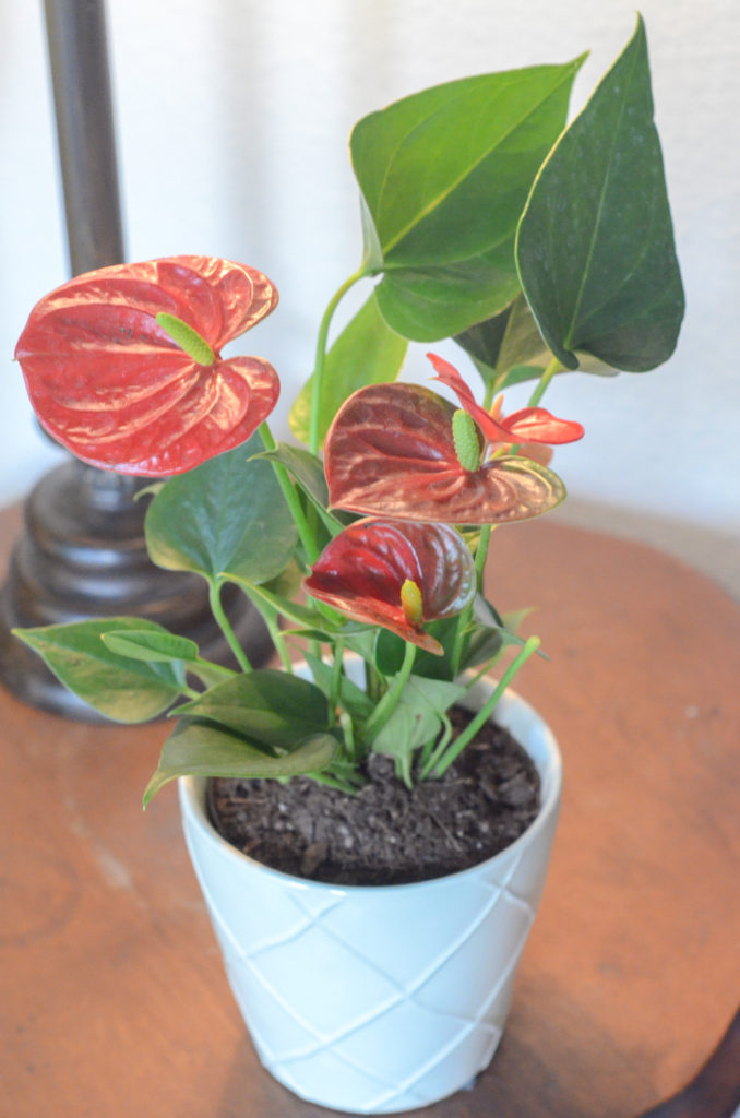 red Christmas plant - anthurium - in white Christmas plant pot on table