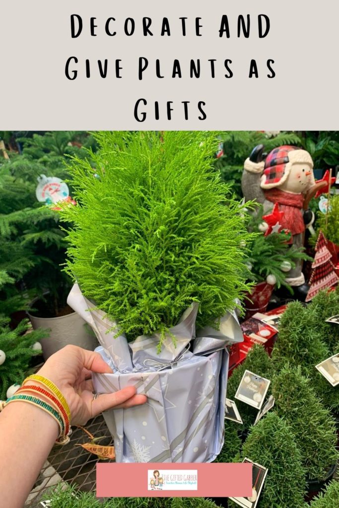 The Best Christmas Plants For Gifts And Decor The Gifted Gabber - Best Plants To Give As Christmas Gifts