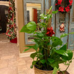 Christmas pothos plant in Christmas plant basket