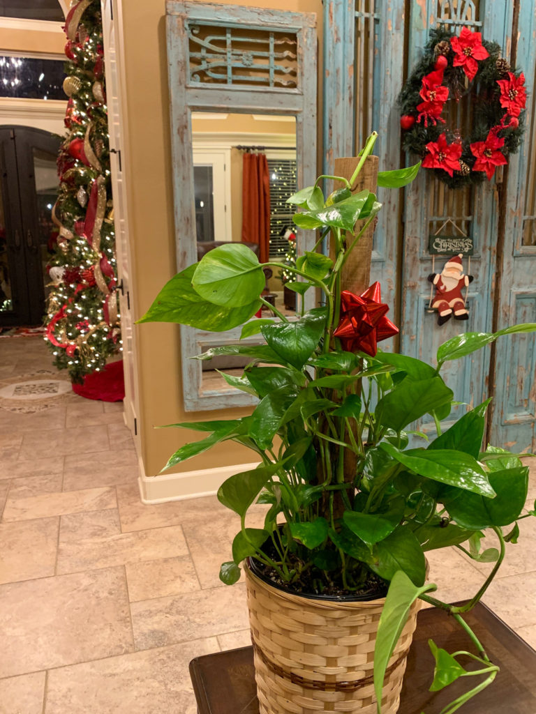 Christmas pothos plant in Christmas plant basket for Christmas plants for gifts