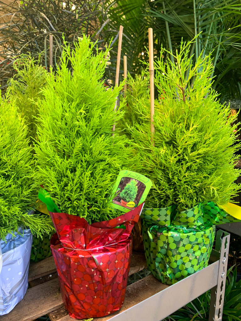 two small live Christmas trees as potted Christmas plants for gifts at Lowes