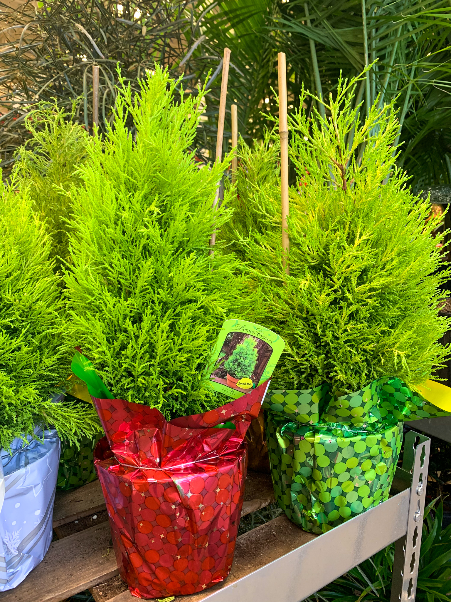 The Best Christmas Plants for Gifts and Decor