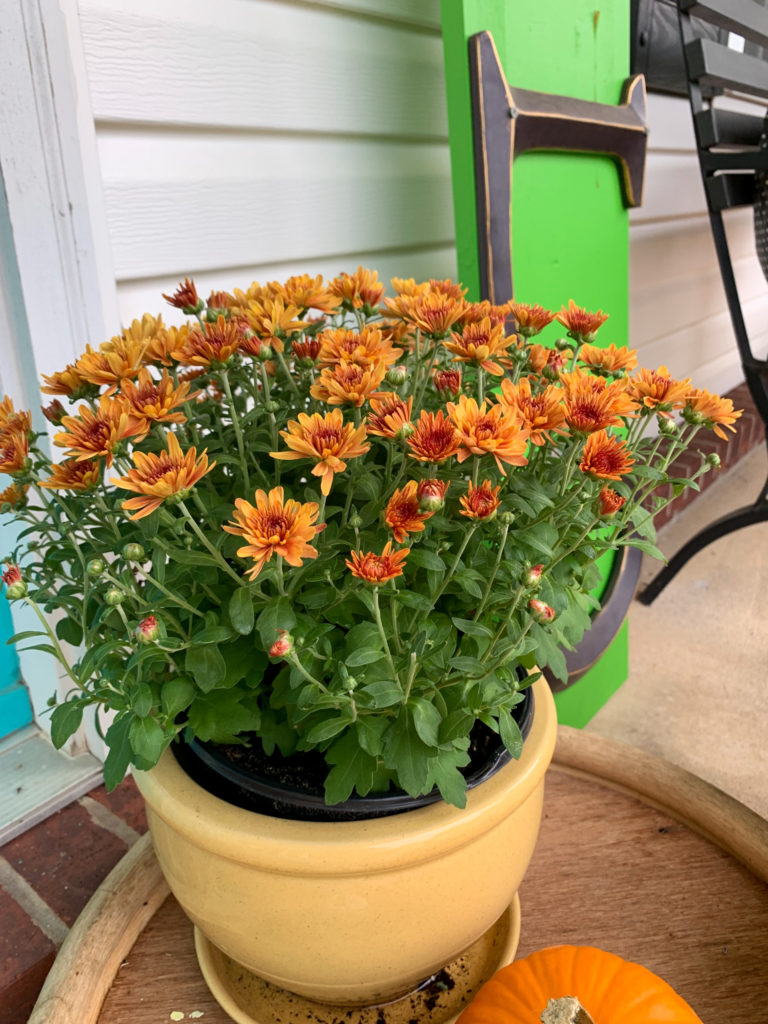 orange mum in a yellow pot as part of outdoor harvest decorations