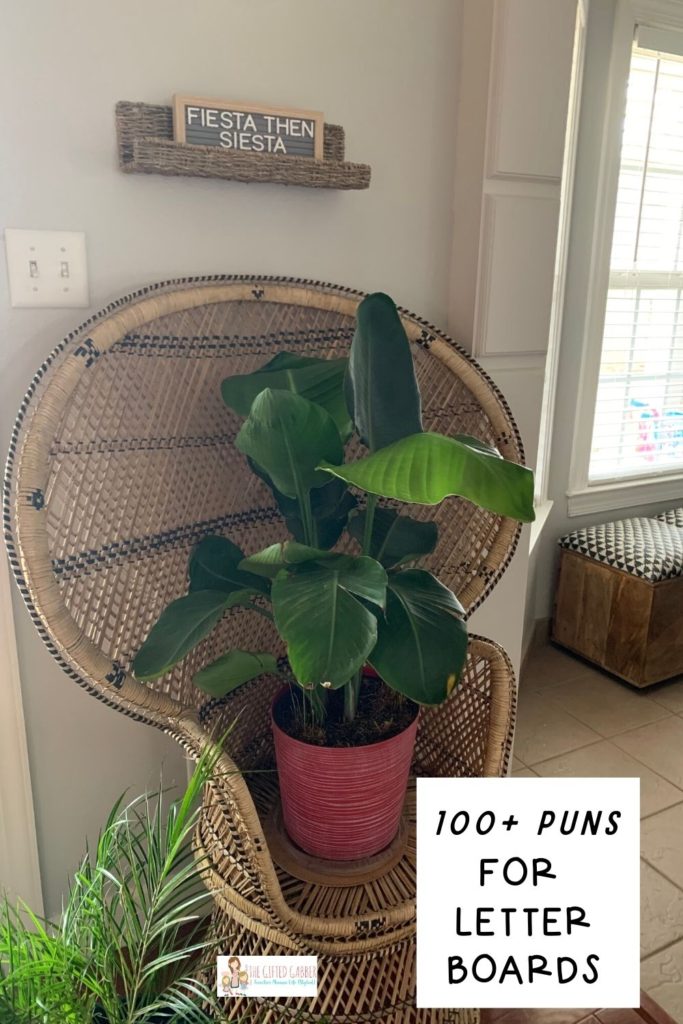 bird of paradise plant on peacock chair with funny letter board sign above 