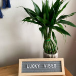 quotes on luck on gray letter board with lucky bamboo plant in back