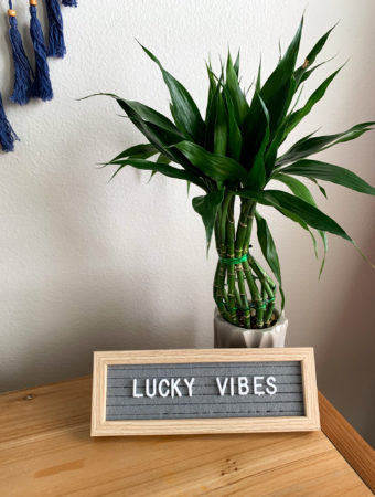 quotes on luck on gray letter board with lucky bamboo plant in back