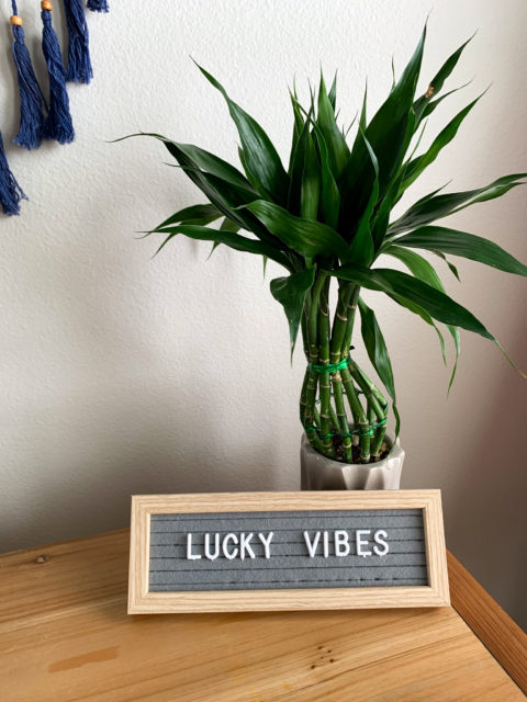 Lucky Vibes quotes on luck on gray letter board with Lucky Bamboo plant in background 