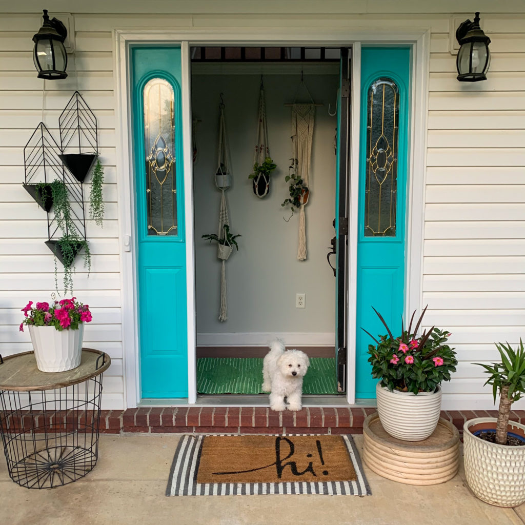 bichon frise puppy stands on front porch stoop in front of plants hanging on wall without holes in front of turquoise door