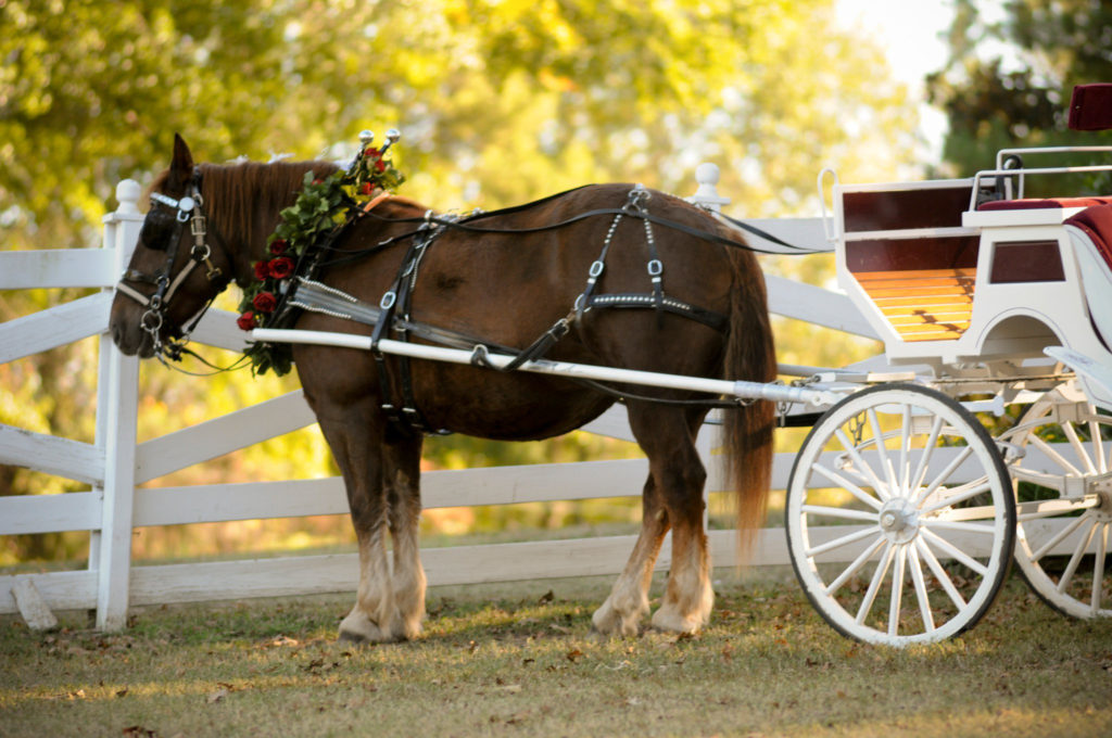 beautiful dark horse dressed for an Arkansas wedding with wedding carriage connected 