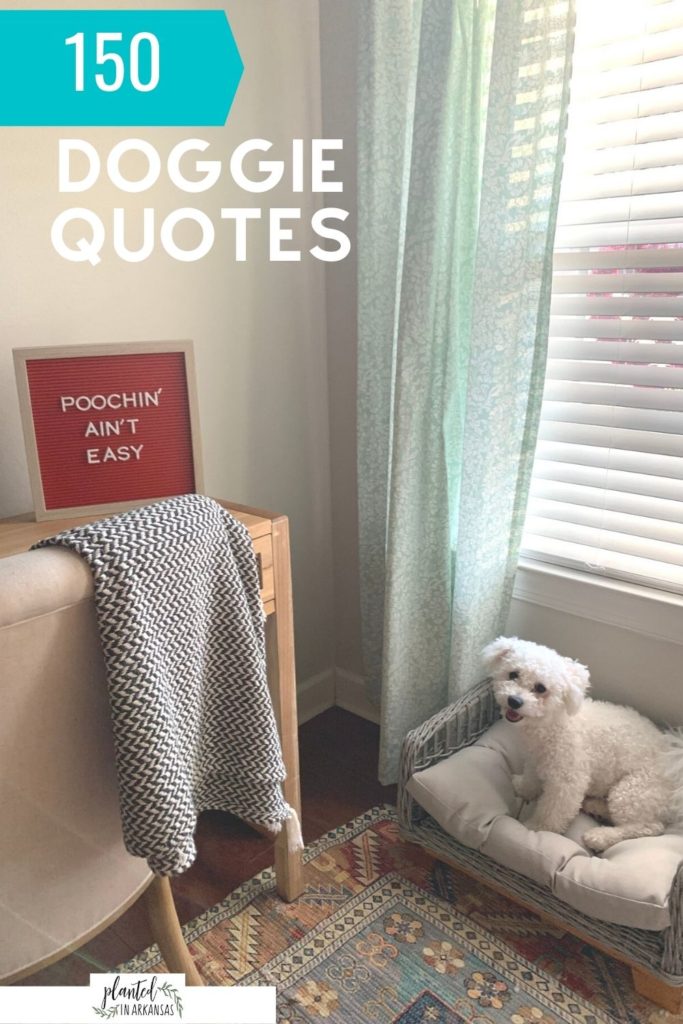 funny dog mom quotes on red letter board with bichon dog sitting in wicker dog bed