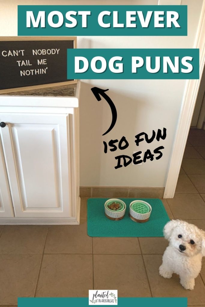 funny dog puns on black letter board with small white bichon dog posing