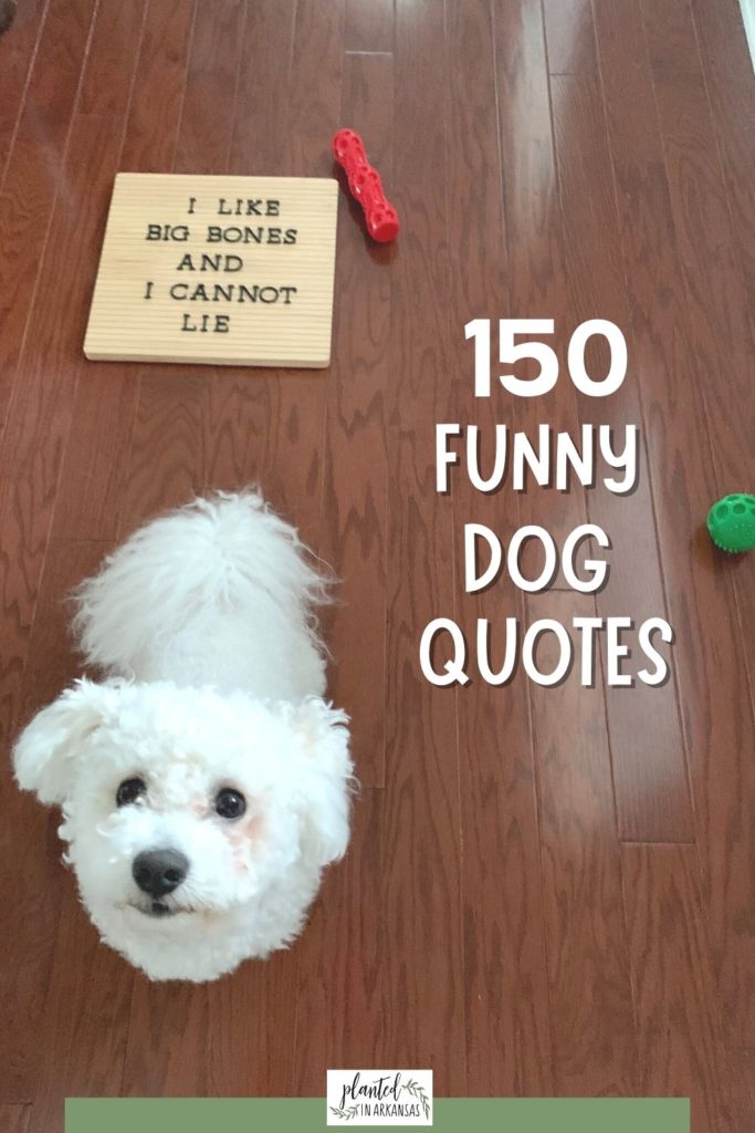 white bichon puppy poses with dog mom quotes on tan letter board for funny dog puns