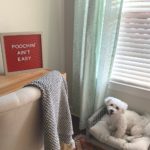 dog mom quotes on red letter board near dog bed with bichon frise dog