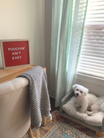 dog mom quotes on red letter board near dog bed with bichon frise dog