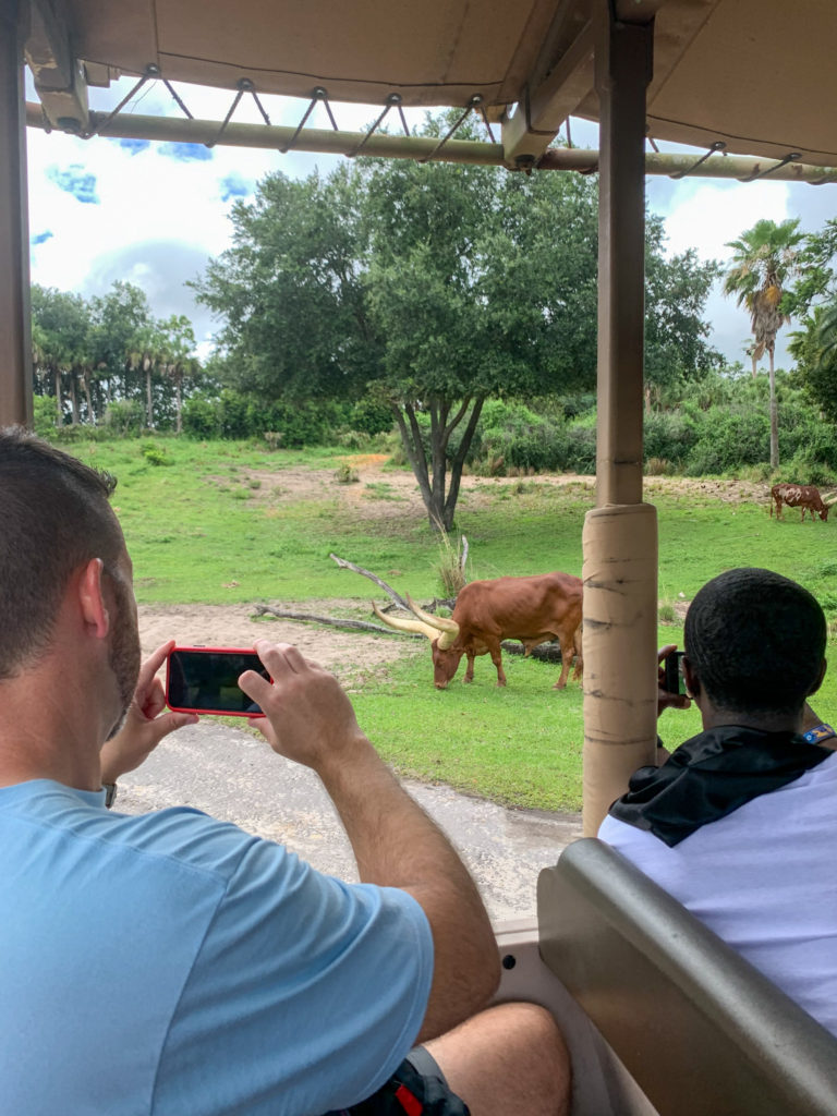 two men photograph Disney safari animal at Animal Kingdom