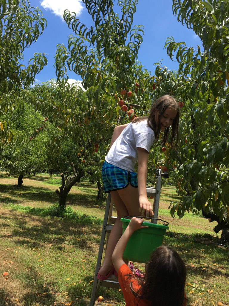 girls pick peaches from peach patch in Hampton, Arkansas