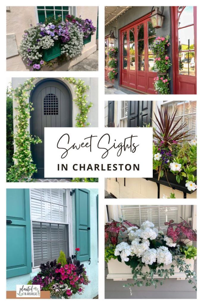 collage of Charleston window boxes and Charleston doors