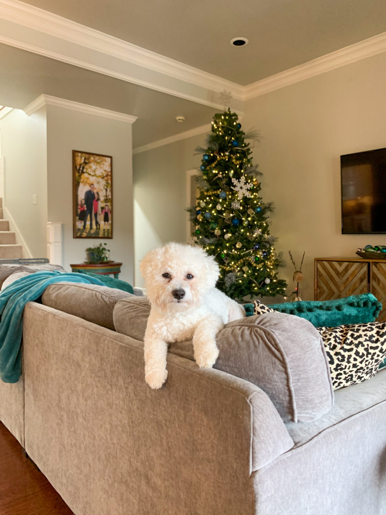 white Bichon Frise puppy on gray couch with blue and gold Christmas tree in background