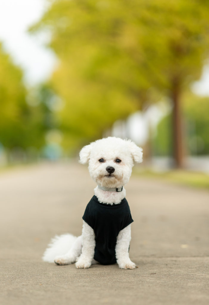 dog portrait in downtown Little Rock with white Bichon Frise wearing black t-shirt