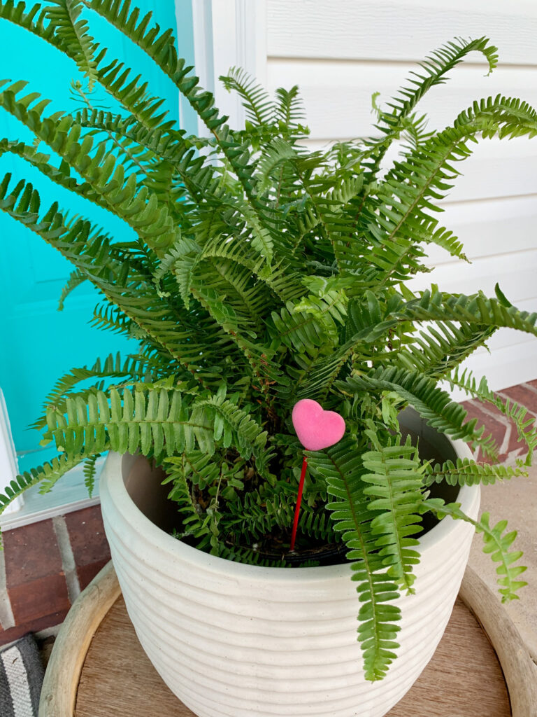 fern in white pot on porch with heart plant pick for Valentine's Day porch decor