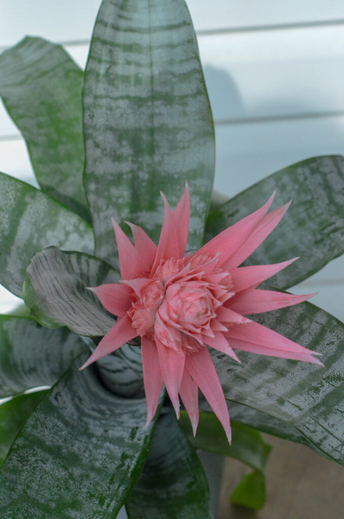 a pink bromeliad for best plants for pets