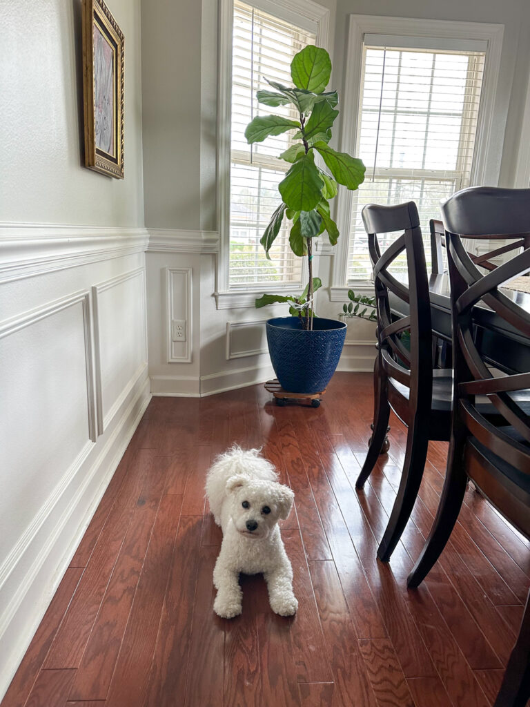 dog lying on dining room floor in front of potentially toxic house plants